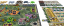 Nukleum